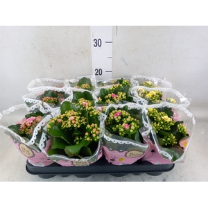 Kalanchoe blos.   ..mix