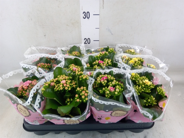 <h4>Kalanchoe blos.   ..mix</h4>