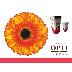 Gerbera Spotlight Aquabox