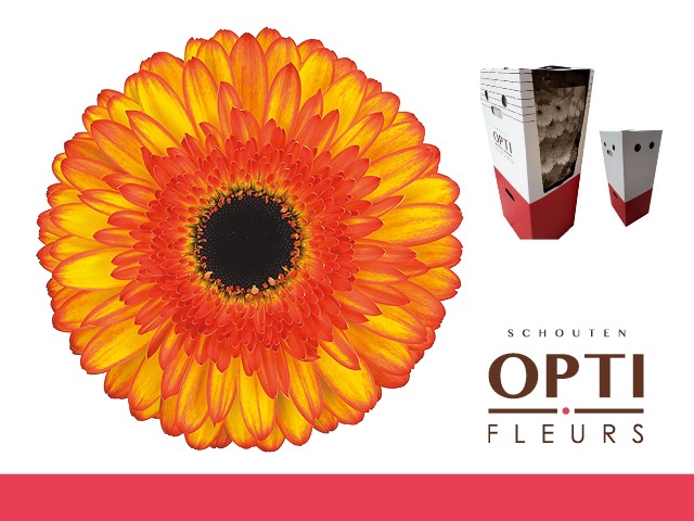 <h4>Gerbera Spotlight Aquabox</h4>