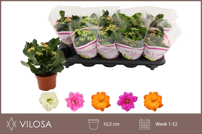 <h4>KAL GE GEM 5 KL</h4>