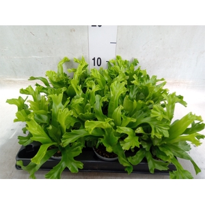 Asplenium nidus