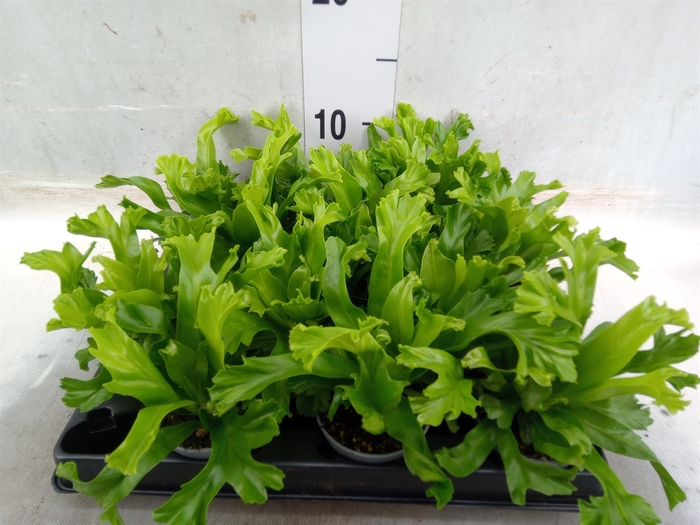 <h4>Asplenium nidus</h4>