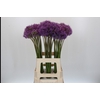 Allium Gladiator