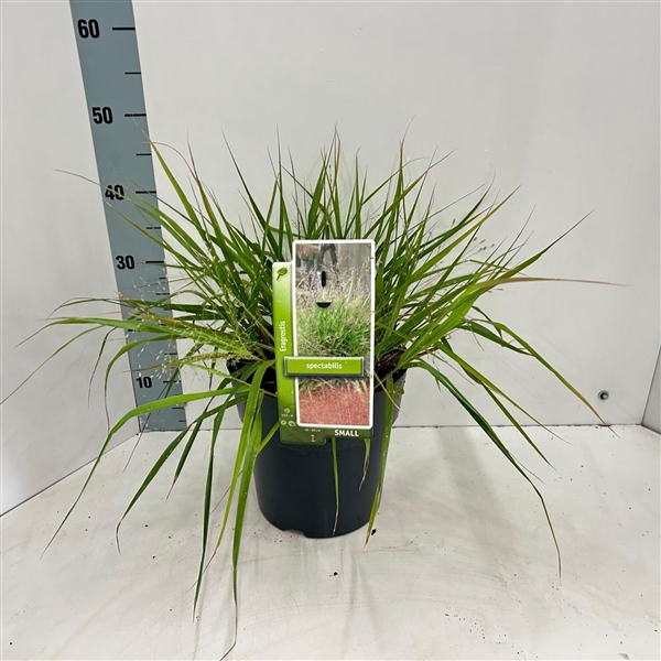 <h4>Eragrostis spectabilis</h4>