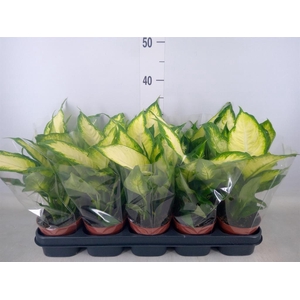 Dieffenbachia  'Camilla'