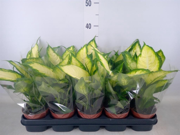 <h4>Dieffenbachia  'Camilla'</h4>