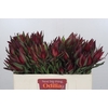 Leucadendron Saf Sunset Dark R.Spray