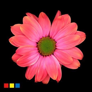 Chr T Kennedy Fireball