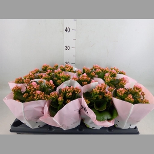 Kalanchoe   ...