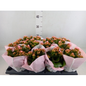 Kalanchoe   ...