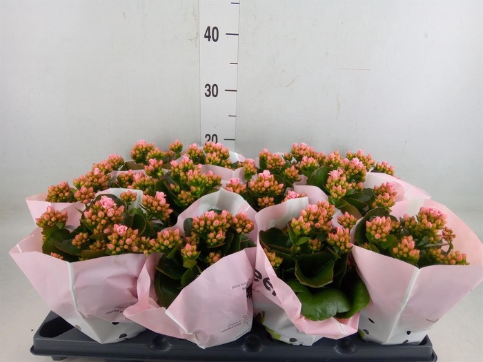<h4>Kalanchoe   ...</h4>