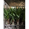 Yucca 3pp Toef Caroussel