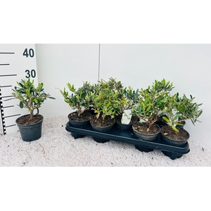 Olea europaea mini-stem (s2)