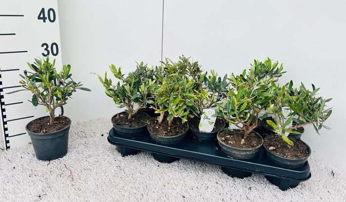 <h4>Olea europaea mini-stem (s2)</h4>