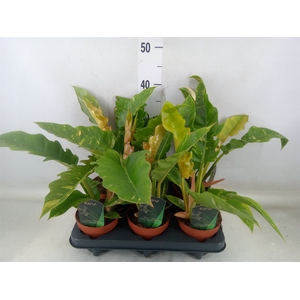 Philodendron  'Ring of Fire'