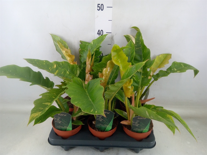 <h4>Philodendron  'Ring of Fire'</h4>