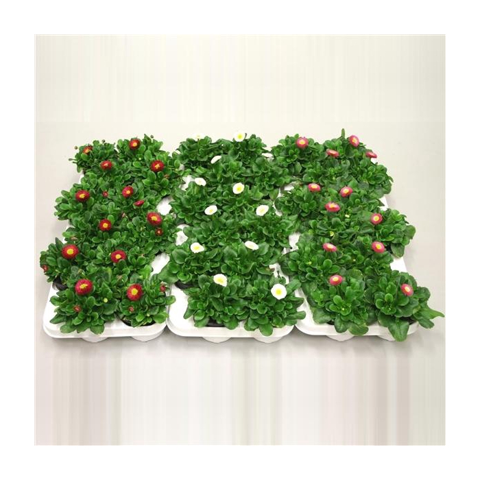 <h4>Bellis speed star kleur per tray, diverse kleuren per laag.</h4>