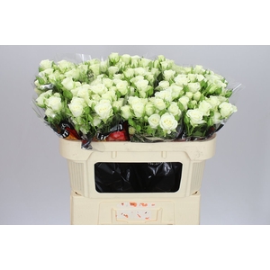 Rosa Tr Snow Flake