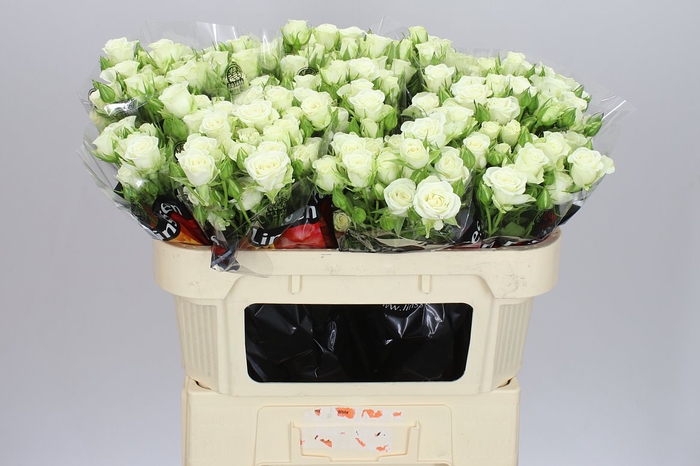 <h4>Rosa Tr Snow Flake</h4>
