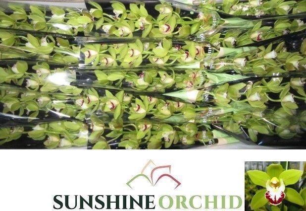 <h4>CYMB MINI OV</h4>