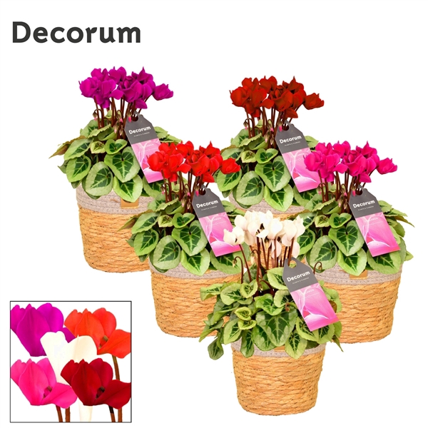 <h4>Cyclaam Picasso Mix S. Basket</h4>