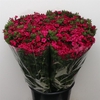 Di Barb Amazon Cherry Super