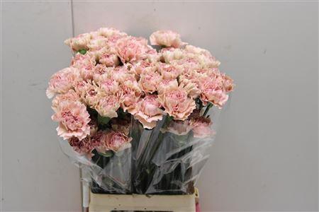 <h4>Di St Creola</h4>