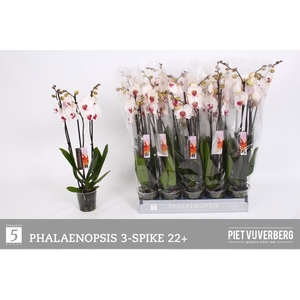 PHAL RED LIPS