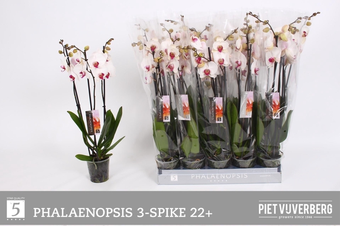 <h4>PHAL RED LIPS</h4>