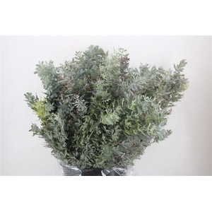 Mimosa Baleana P Bunch
