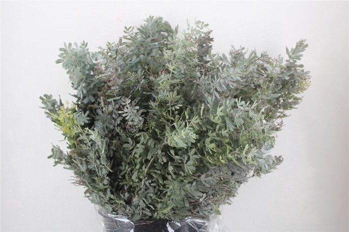 <h4>Mimosa Baleana P Bunch</h4>