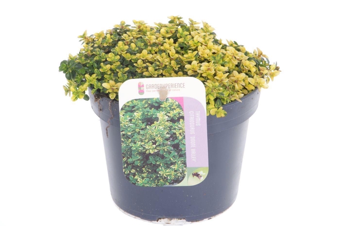 <h4>Thymus citr. Doone Valley</h4>