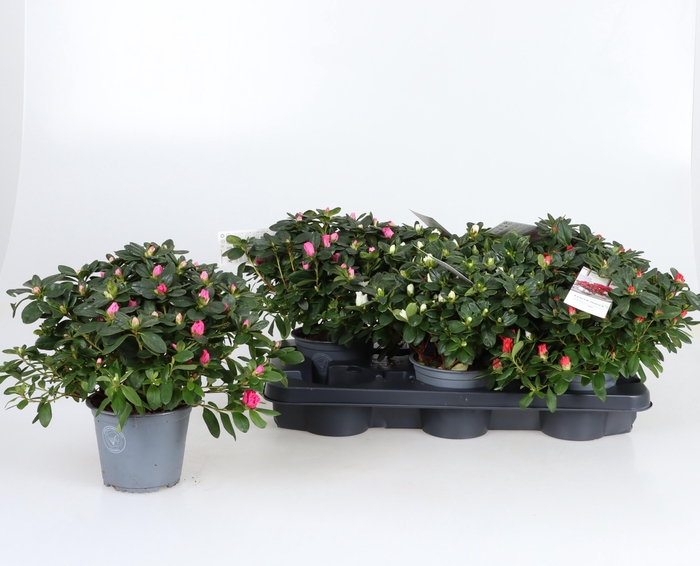 <h4>RHODO SI GEM</h4>