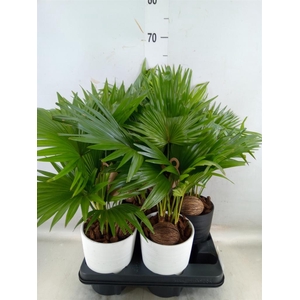 Livistona rotundifolia