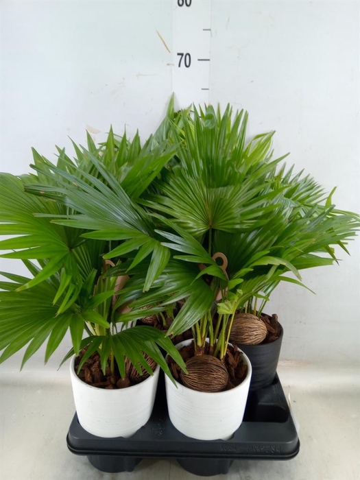 <h4>Livistona rotundifolia</h4>