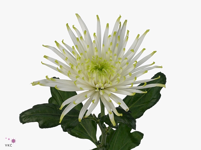 CHR G ANAST ST WHITE
