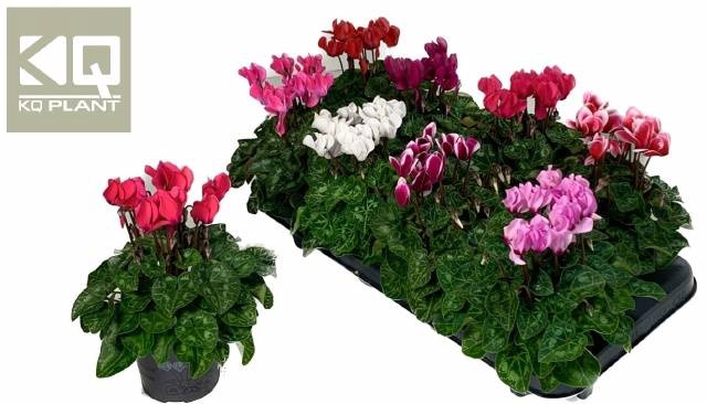 <h4>CYCL KL SUP CARINO</h4>