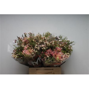 Protea overig
