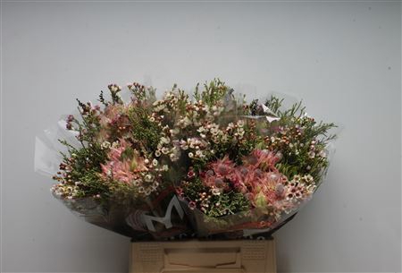 <h4>Protea overig</h4>