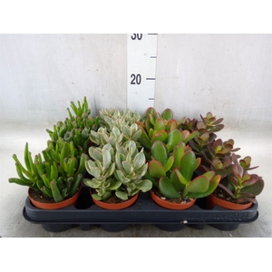 Crassula   ...mix