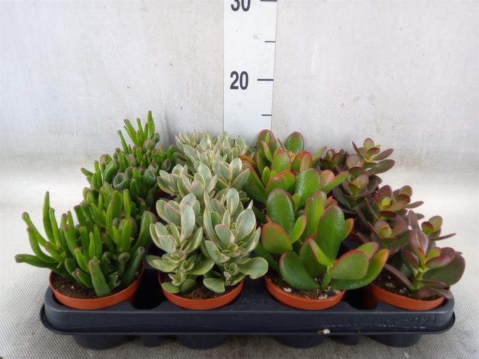 <h4>Crassula   ...mix</h4>