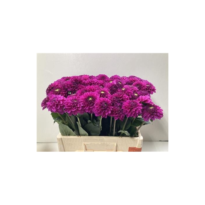 <h4>Dahlia Ball Purple Fox</h4>