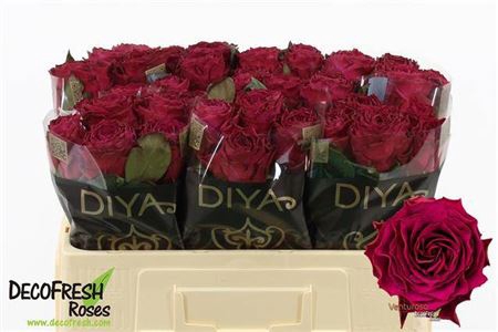 <h4>Rosa a grande fleur Venturoso</h4>
