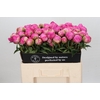 Paeonia Glory Hallelujah