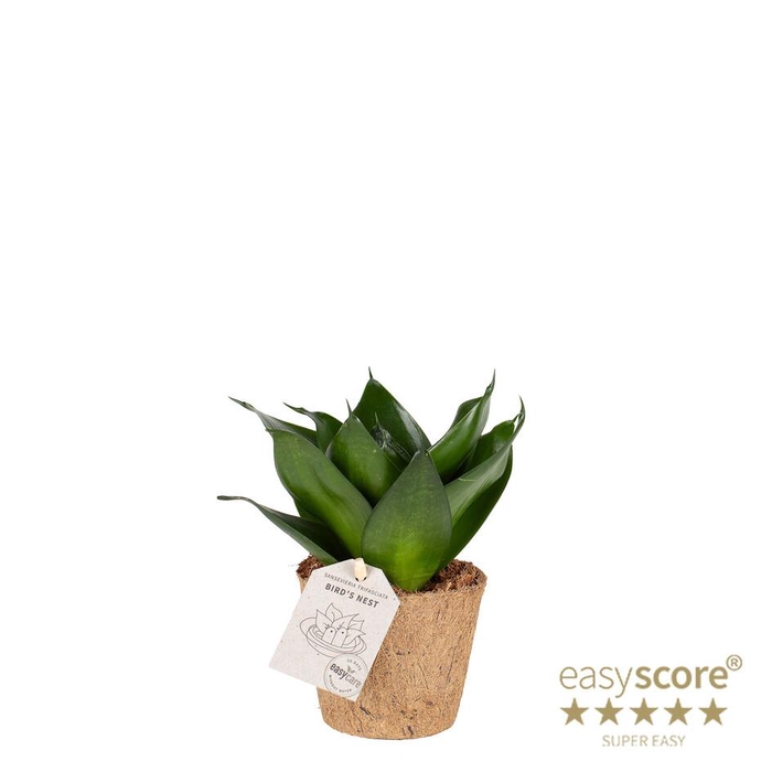 <h4>SANSEVIERIA TRIFASCIATA P9 HAHNII BLACK COCOZ</h4>
