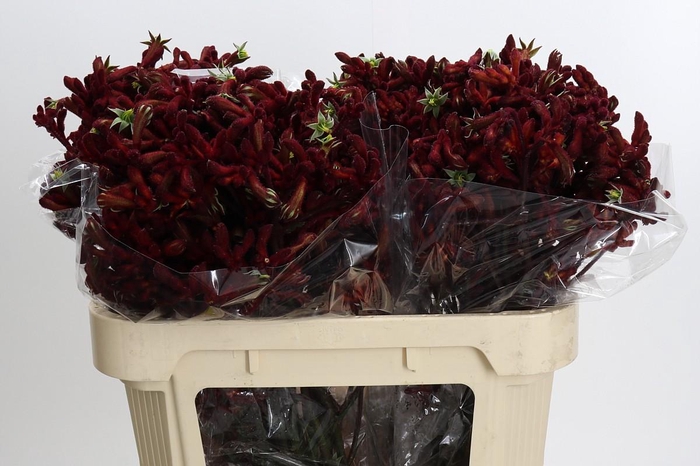 <h4>Anigozanthos Early Spring</h4>