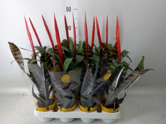 <h4>Vriesea  'Era'</h4>