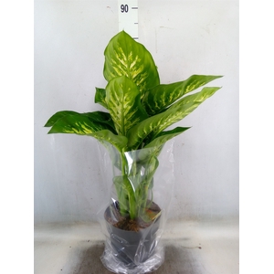 Dieffenbachia seg. 'Reeva'