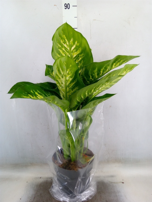 <h4>Dieffenbachia seg. 'Reeva'</h4>